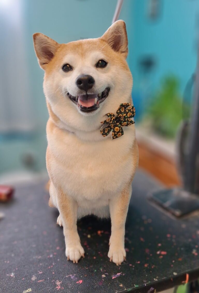 doggo