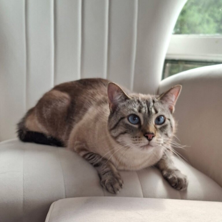 jules_cat1