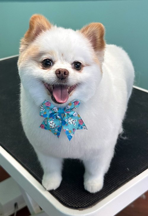 julies_littleguy