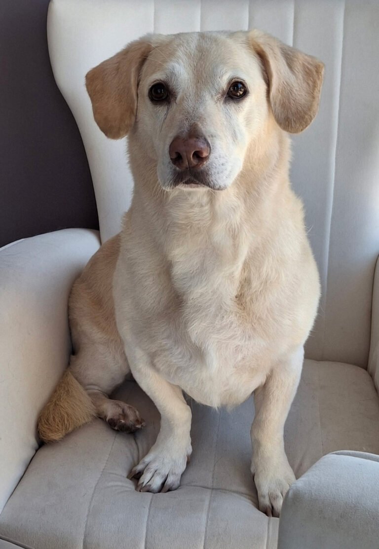 doggo112