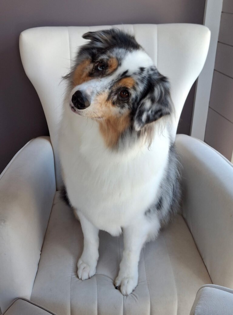 doggo113